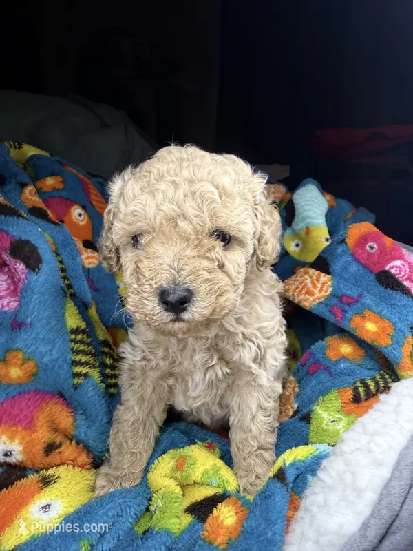 Dexter – Maltipoo puppy for sale in Shawano, WI