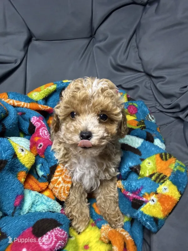 Juliet – Maltipoo puppy for sale in Shawano, WI