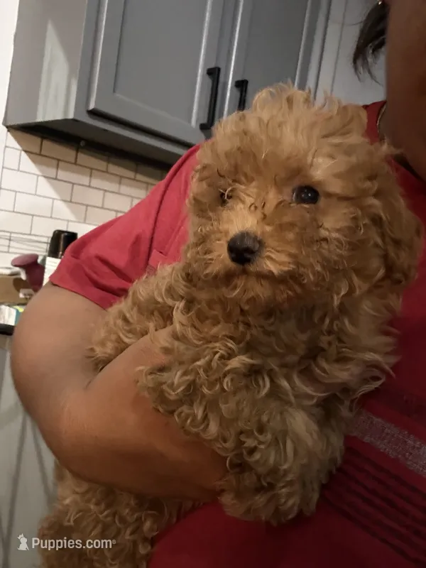 Toga – Maltipoo puppy for sale in Shawano, WI