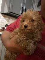 Toga, a female Maltipoo for sale in Shawano, WI – 1 of 2