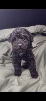 Spark, a male Poodle - Toy  for sale in Shawano, WI – Photo 2 of 5