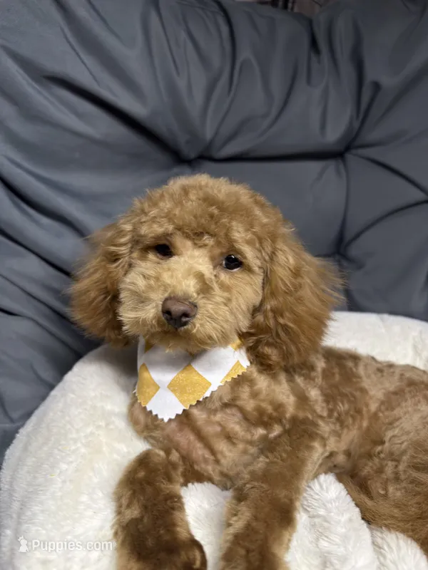 Toga – Maltipoo puppy for sale in Shawano, WI