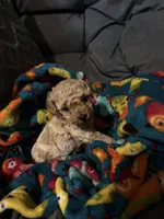 Dexter, a female Maltipoo for sale in Shawano, WI – 5 of 7