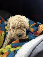 Dexter, a female Maltipoo for sale in Shawano, WI – 4 of 7