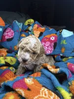 Juliet, a female Maltipoo for sale in Shawano, WI – 4 of 9