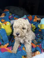 Scarlet, a female Maltipoo for sale in Shawano, WI – 3 of 8
