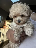 Dexter, a male Maltipoo for sale in Shawano, WI – 2 of 3