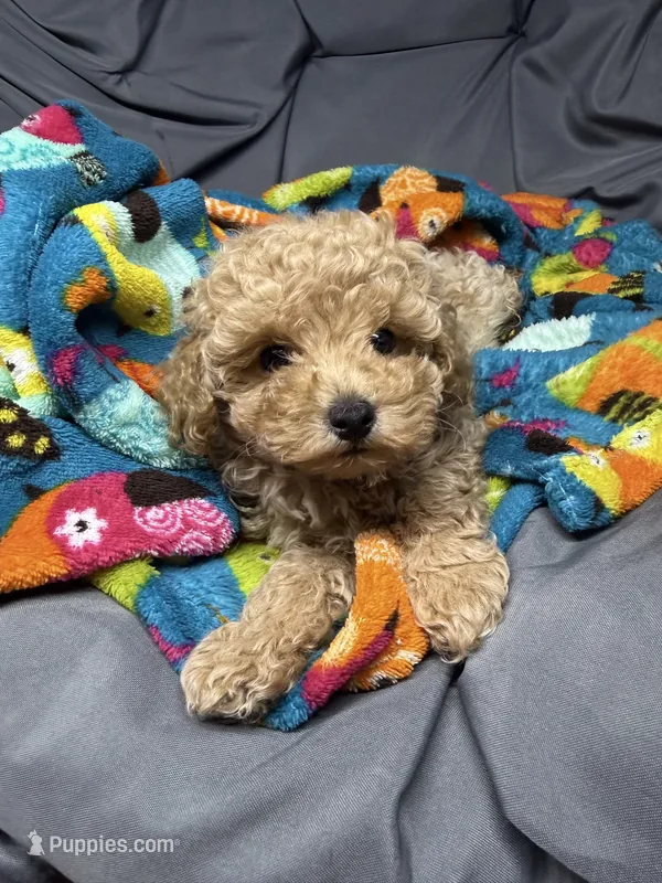 Dexter – Maltipoo puppy for sale in Shawano, WI
