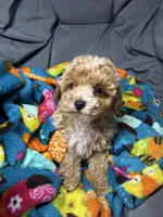 Juliet, a female Maltipoo for sale in Shawano, WI – 4 of 4