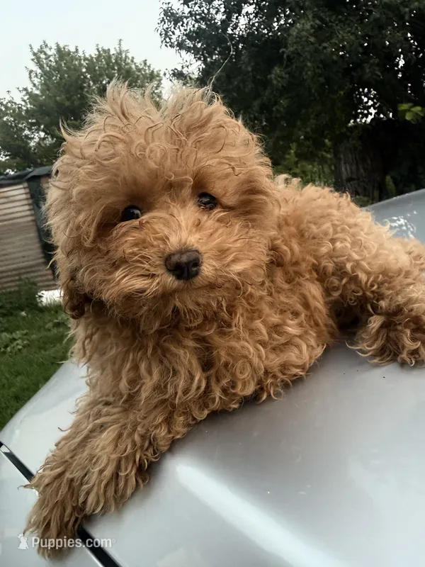 Toga – Maltipoo puppy for sale in Shawano, WI