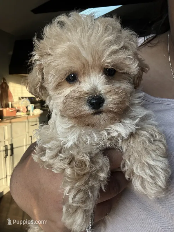 Dexter – Maltipoo puppy for sale in Shawano, WI
