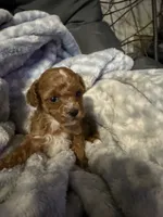 Daisy, a female Maltipoo for sale in Shawano, WI – 3 of 4