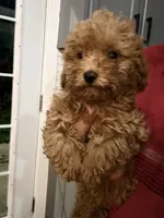 Toga, a female Maltipoo for sale in Shawano, WI – 2 of 2