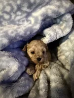 Decter, a male Maltipoo for sale in Shawano, WI – 2 of 4