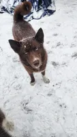 Luigi, a male Siberian Husky for sale in Penns Grove, NJ – 3 of 5