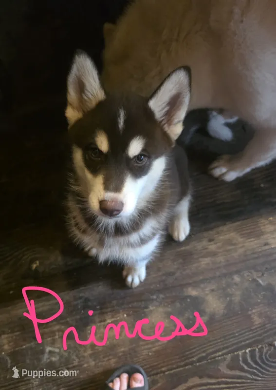 Princess – Siberian Husky puppy for sale in Penns Grove, NJ