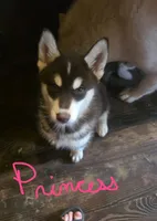 Princess, a female Siberian Husky for sale in Penns Grove, NJ – 1 of 6