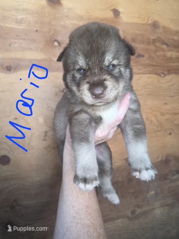 Mario – Siberian Husky puppy for sale in Penns Grove, NJ