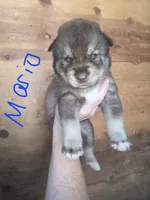 Mario, a male Siberian Husky for sale in Penns Grove, NJ – 1 of 5