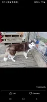 Princess, a female Siberian Husky for sale in Penns Grove, NJ – 5 of 6