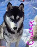 Princess, a female Siberian Husky for sale in Penns Grove, NJ – 4 of 6