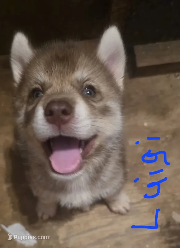 Luigi – Siberian Husky puppy for sale in Penns Grove, NJ