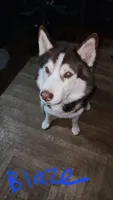 Princess, a female Siberian Husky for sale in Penns Grove, NJ – 6 of 6