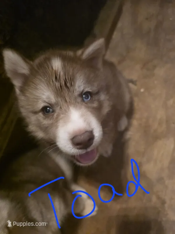 Toad – Siberian Husky puppy for sale in Penns Grove, NJ