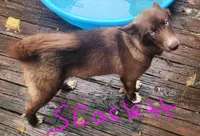 Yoshi, a male Siberian Husky for sale in Penns Grove, NJ – 2 of 5