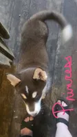 Princess, a female Siberian Husky for sale in Penns Grove, NJ – 2 of 6
