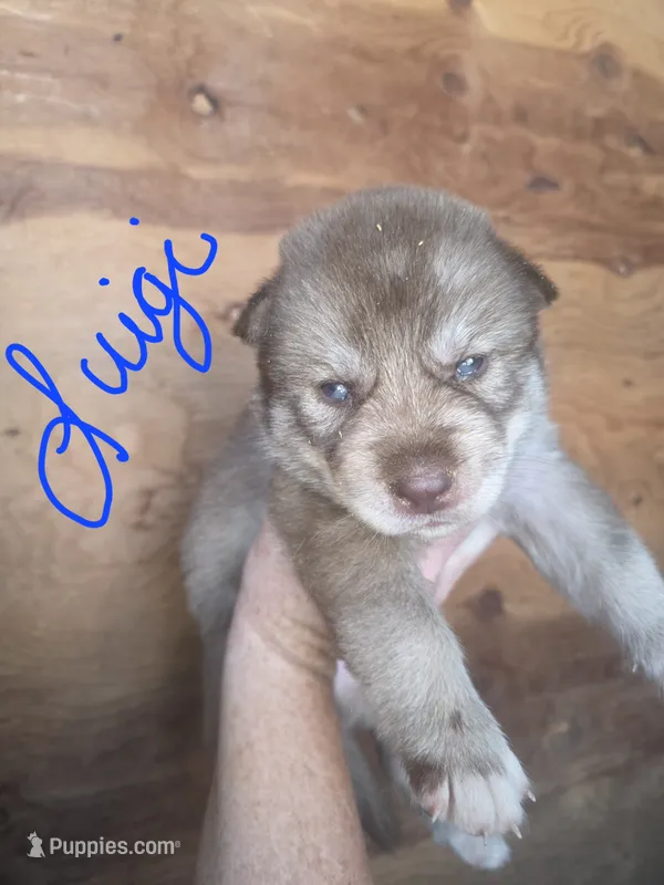 Luigi – Siberian Husky puppy for sale in Penns Grove, NJ