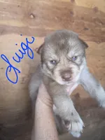 Luigi, a male Siberian Husky for sale in Penns Grove, NJ – 1 of 5
