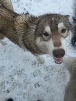 Luigi, a male Siberian Husky for sale in Penns Grove, NJ – 5 of 5