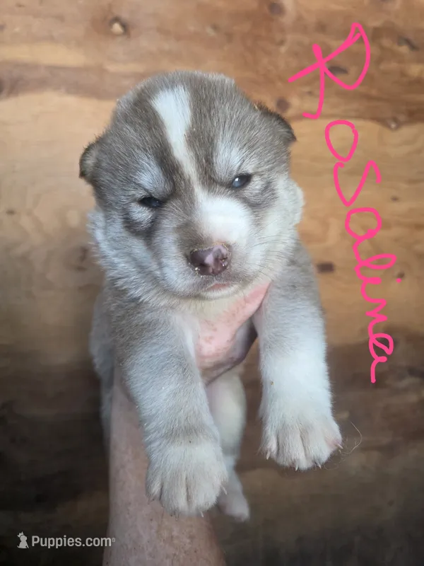 Rosalina – Siberian Husky puppy for sale in Penns Grove, NJ