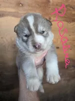 Rosalina, a female Siberian Husky for sale in Penns Grove, NJ – 1 of 5