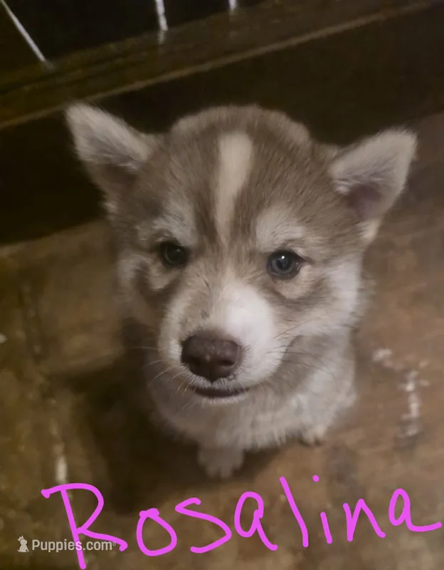 Rosalina – Siberian Husky puppy for sale in Penns Grove, NJ