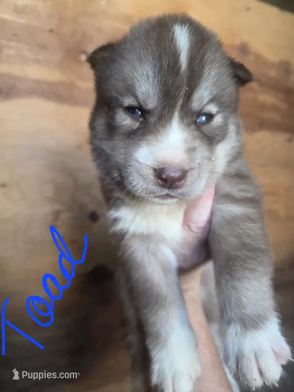 Toad – Siberian Husky puppy for sale in Penns Grove, NJ