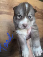 Toad, a male Siberian Husky for sale in Penns Grove, NJ – 1 of 5