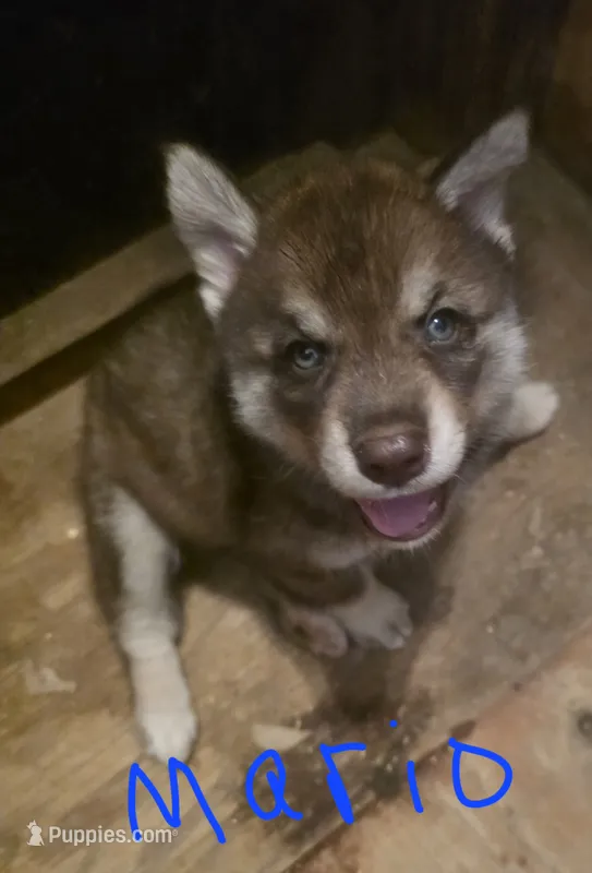 Mario – Siberian Husky puppy for sale in Penns Grove, NJ