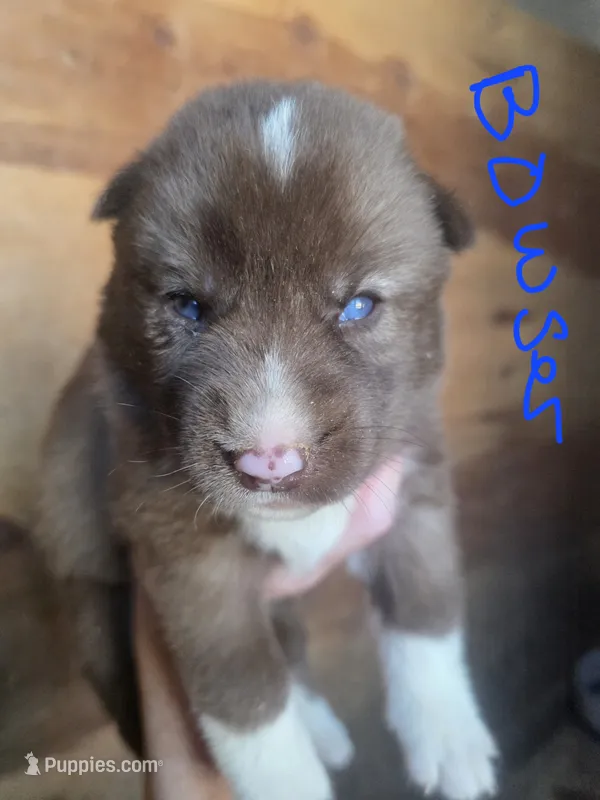 Bowser – Siberian Husky puppy for sale in Penns Grove, NJ