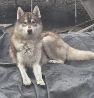 Mario, a male Siberian Husky for sale in Penns Grove, NJ – 4 of 5
