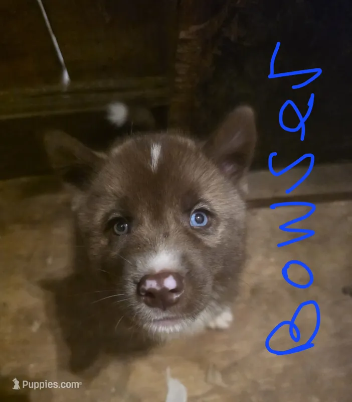 Bowser – Siberian Husky puppy for sale in Penns Grove, NJ