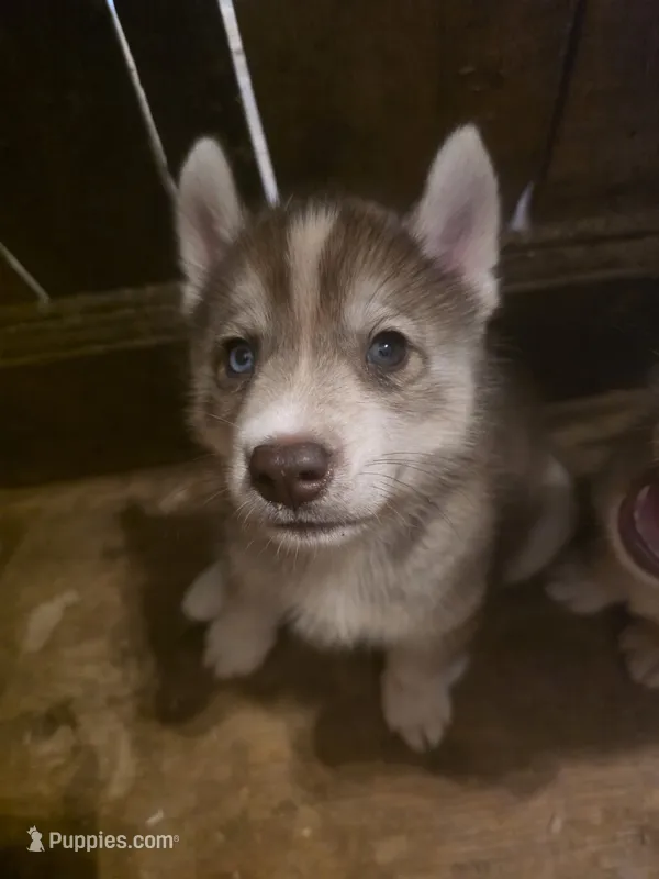 Yoshi – Siberian Husky puppy for sale in Penns Grove, NJ