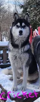 Princess, a female Siberian Husky for sale in Penns Grove, NJ – 3 of 6