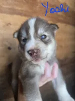 Yoshi, a male Siberian Husky for sale in Penns Grove, NJ – 1 of 5