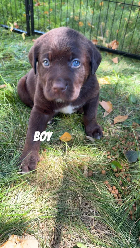 Brown – Great Pyrenees, Labrador Retriever puppy for sale in Denison, IA