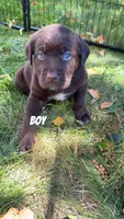 Brown, a male Great Pyrenees and Labrador Retriever for sale in Denison, IA – 1 of 1