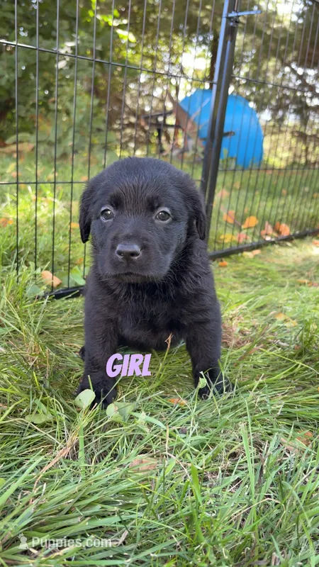 Lola – Great Pyrenees, Labrador Retriever puppy for sale in Denison, IA