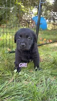 Lola, a female Great Pyrenees and Labrador Retriever for sale in Denison, IA – 1 of 1