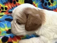Maple, a female Cavalier King Charles Spaniel for sale in Springboro, OH – 1 of 10